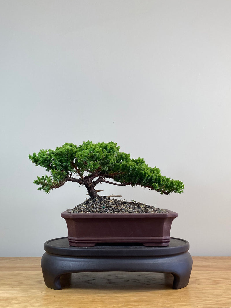 JAPANESE JUNIPER (JJ2102082)
