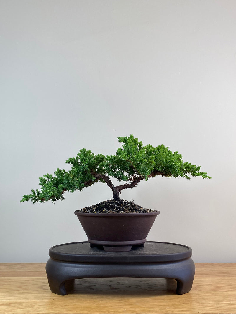 JAPANESE JUNIPER (JJ2102083)