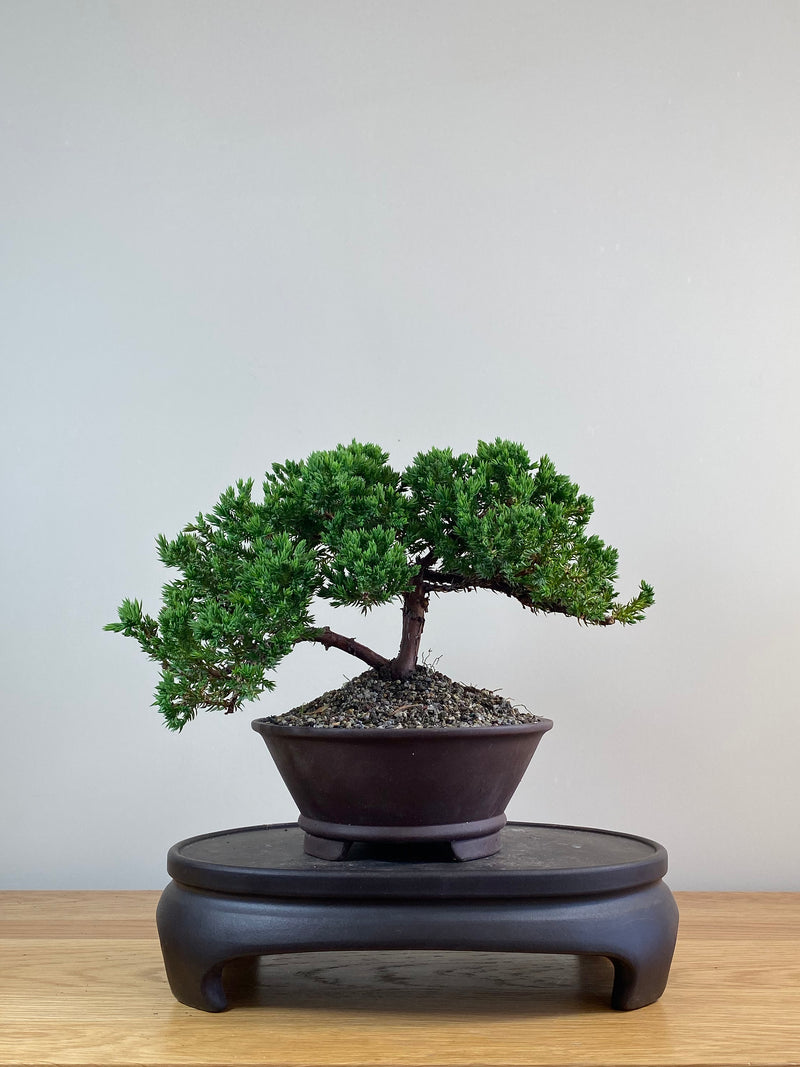 JAPANESE JUNIPER (JJ2102085)