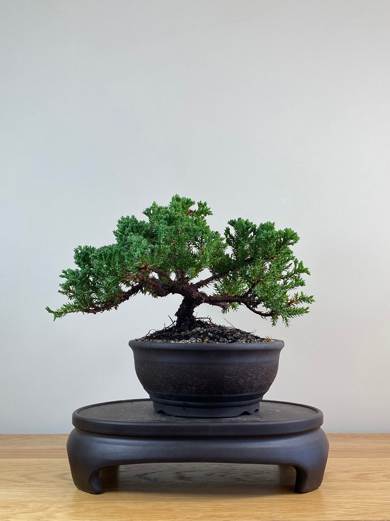 JAPANESE JUNIPER (JJ2102086)