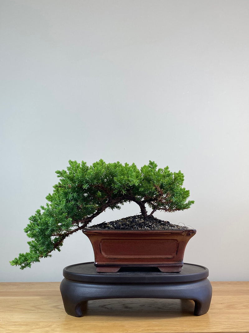 JAPANESE JUNIPER (JJ2102087)