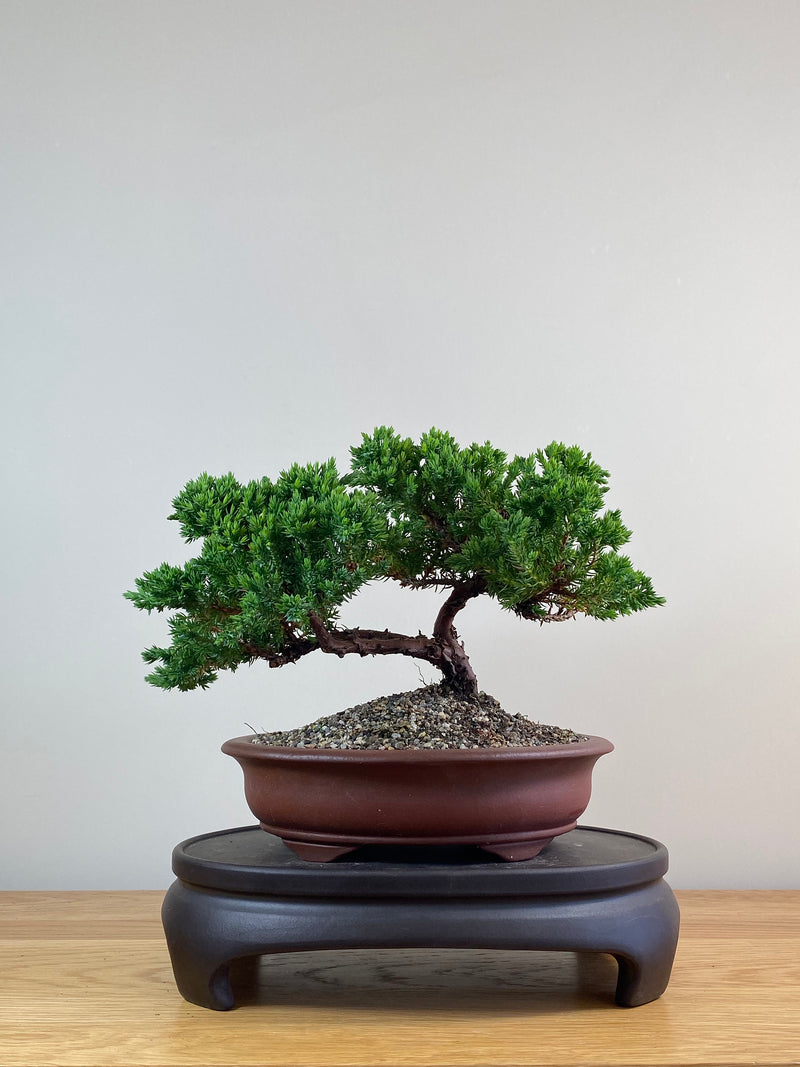 JAPANESE JUNIPER (JJ2102088)