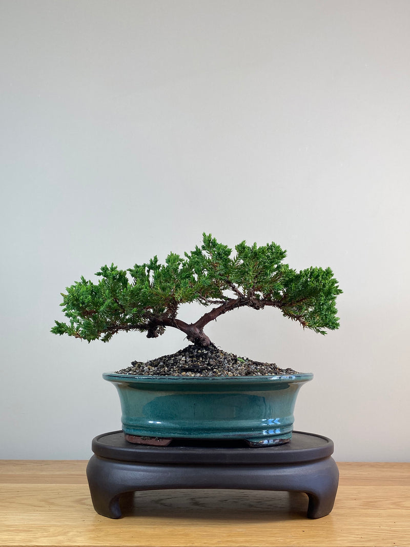 JAPANESE JUNIPER (JJ2102089)
