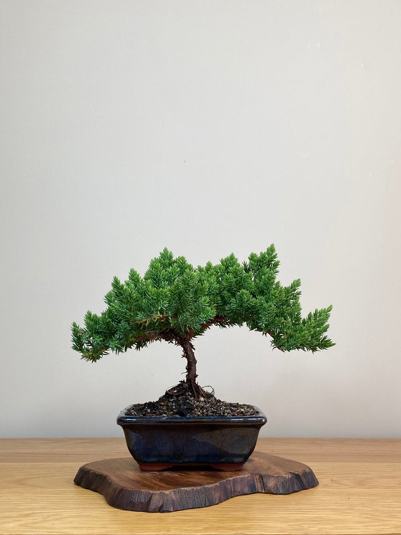 JAPANESE JUNIPER (JJ2103001)