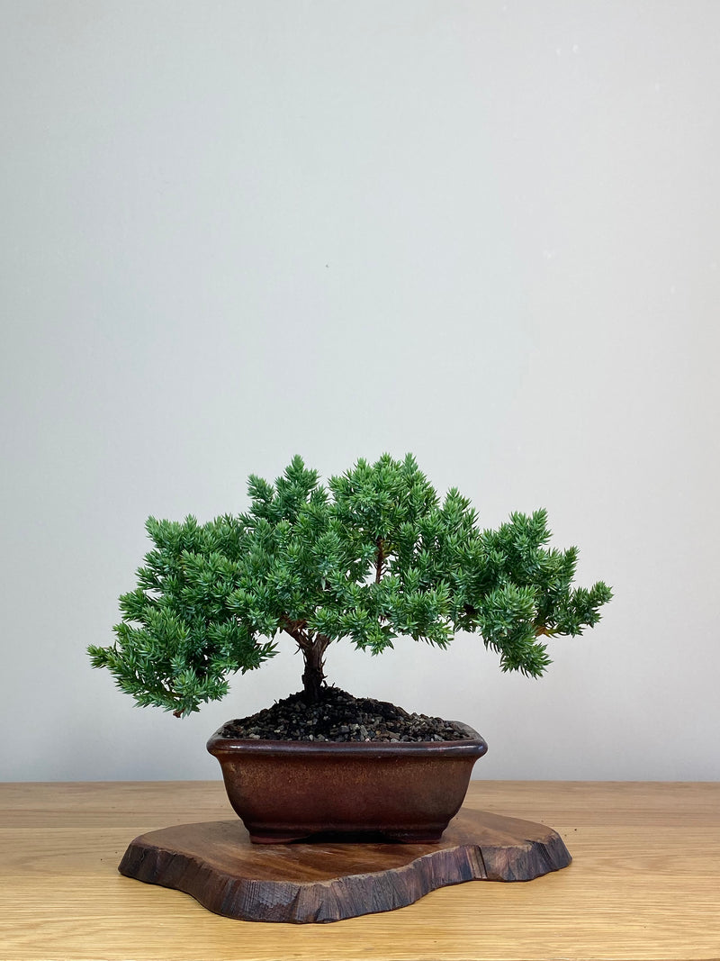 JAPANESE JUNIPER (JJ2103003)