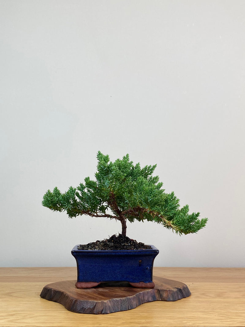 JAPANESE JUNIPER (JJ2103004)