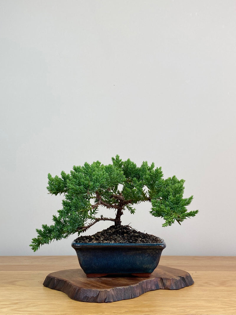 JAPANESE JUNIPER (JJ2103005)
