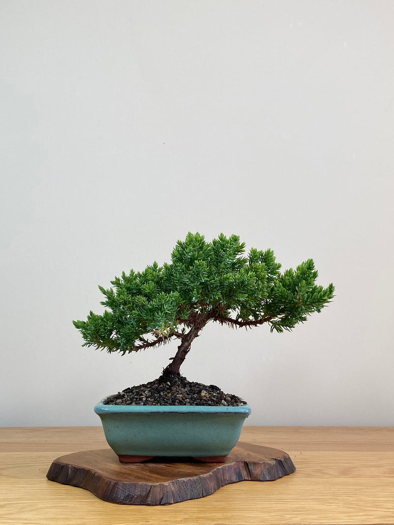 JAPANESE JUNIPER (JJ2103006)