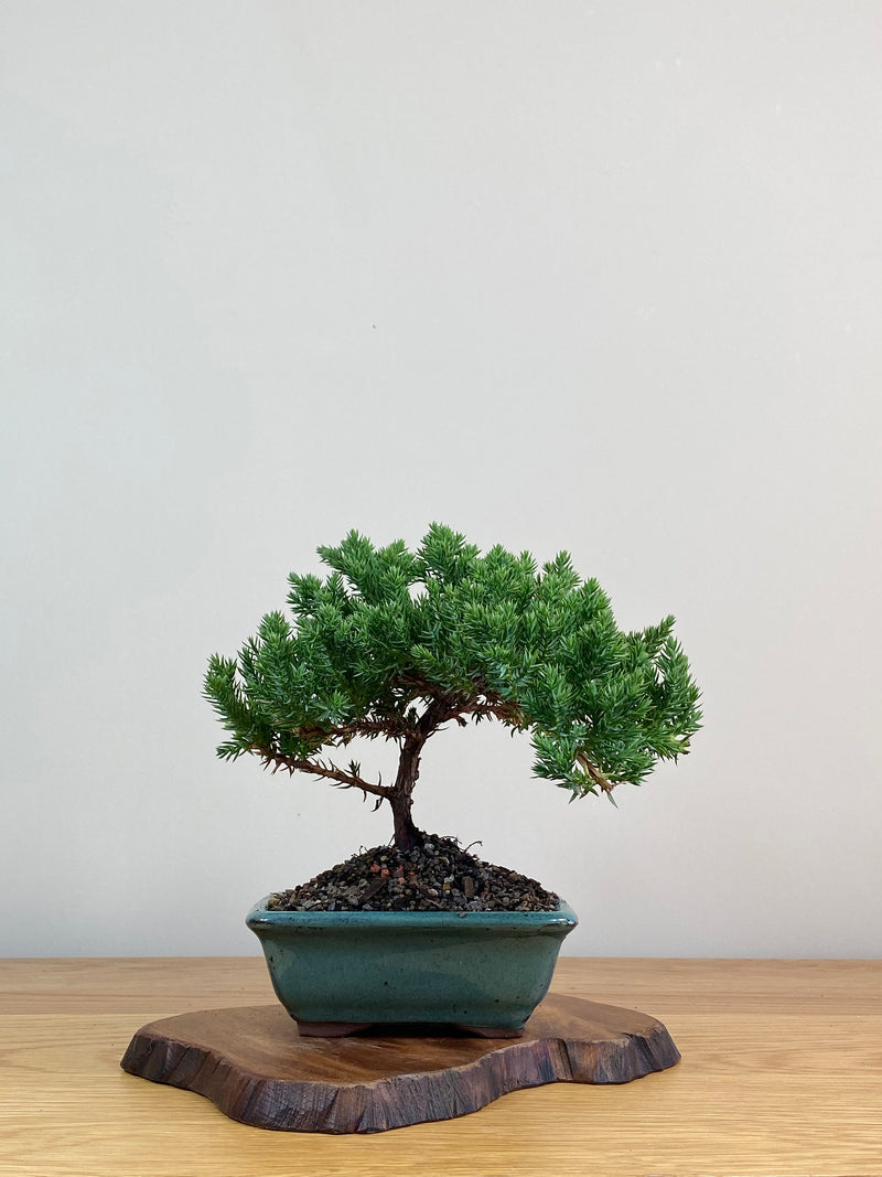 JAPANESE JUNIPER (JJ2103007)