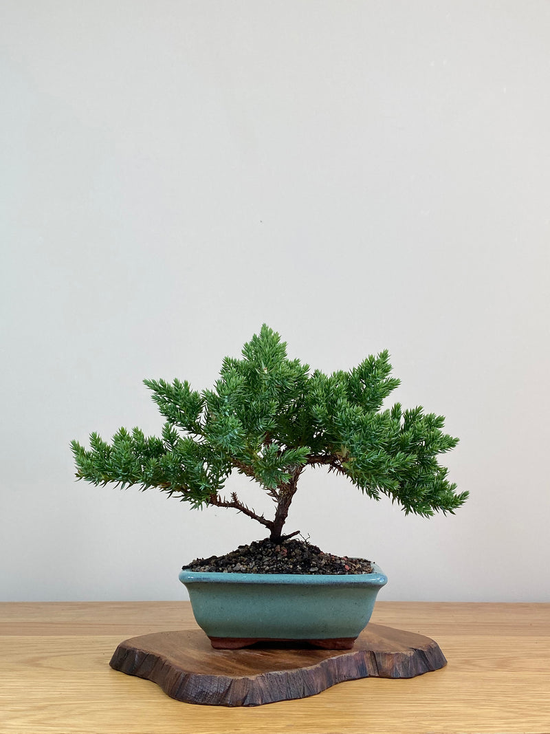 JAPANESE JUNIPER (JJ2103008)