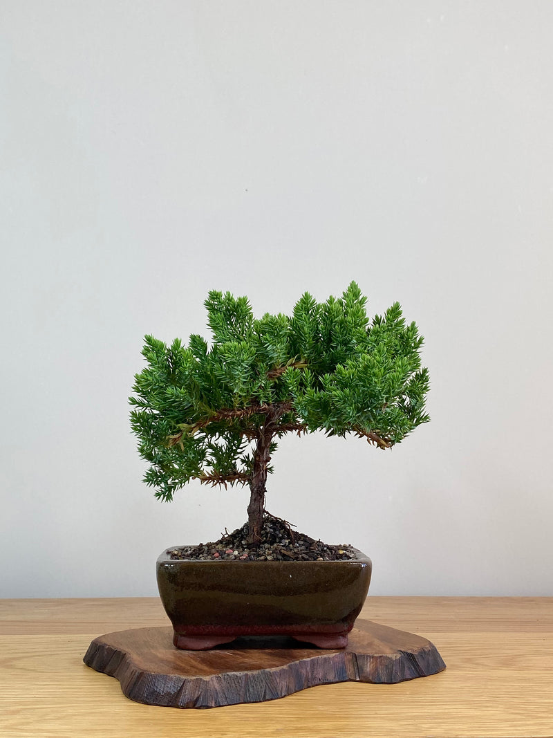 JAPANESE JUNIPER (JJ2103009)