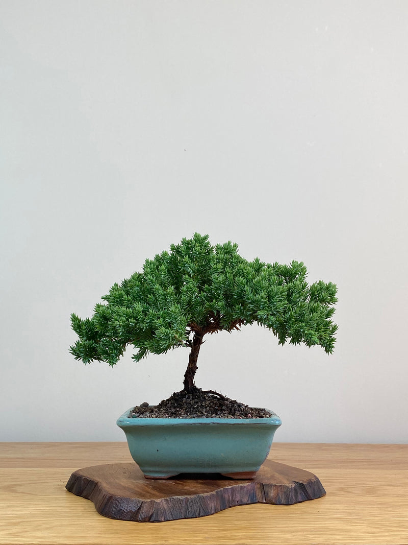 JAPANESE JUNIPER (JJ2103011)