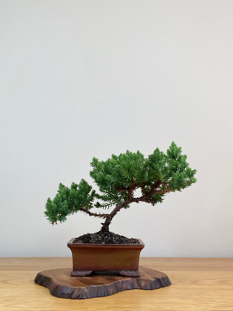 JAPANESE JUNIPER (JJ2103012)