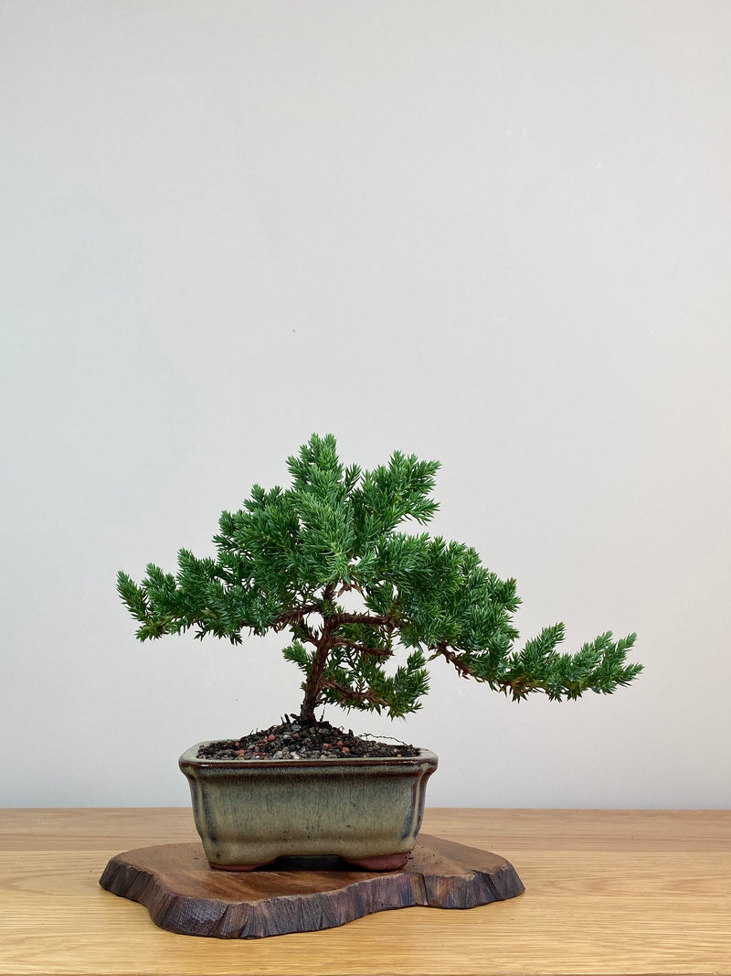 JAPANESE JUNIPER (JJ2103013)
