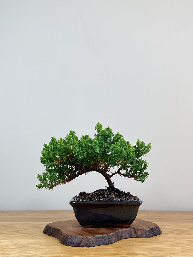 JAPANESE JUNIPER (JJ2103014)