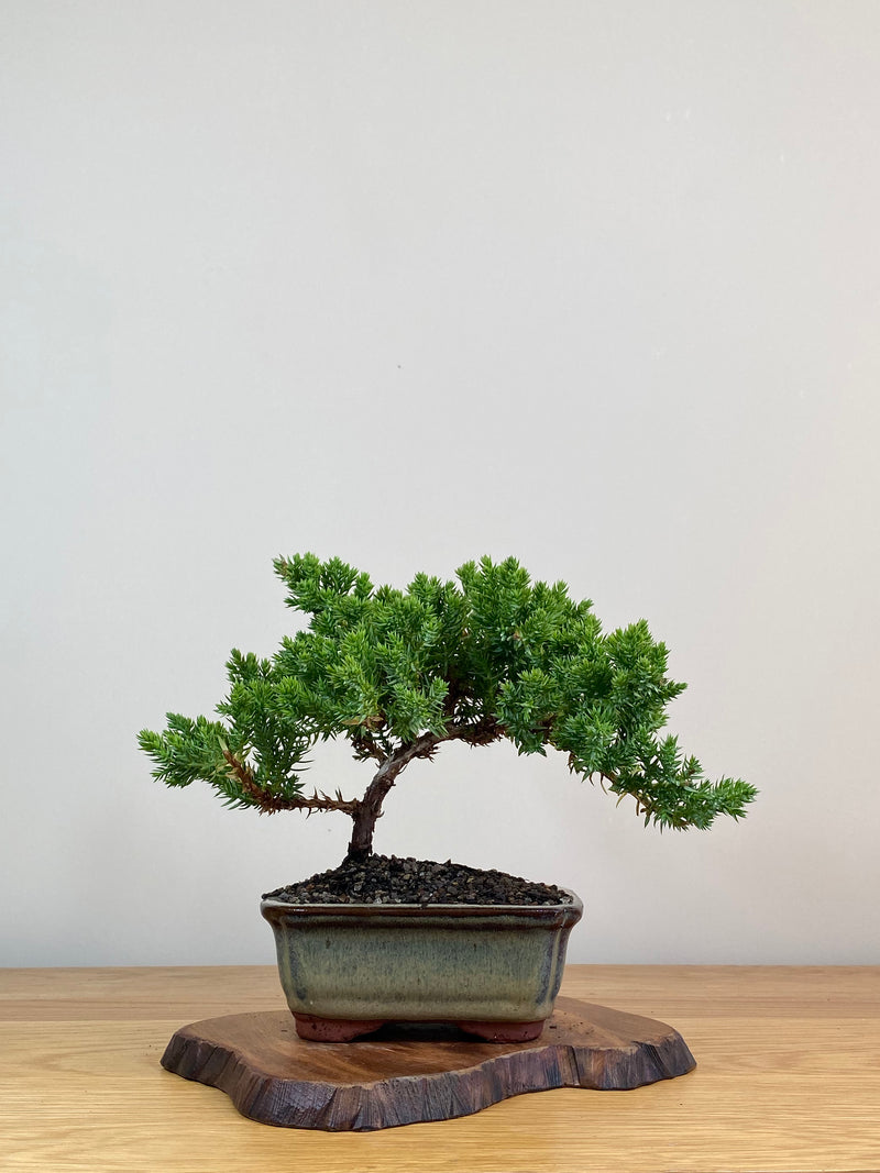 JAPANESE JUNIPER (JJ2103016)