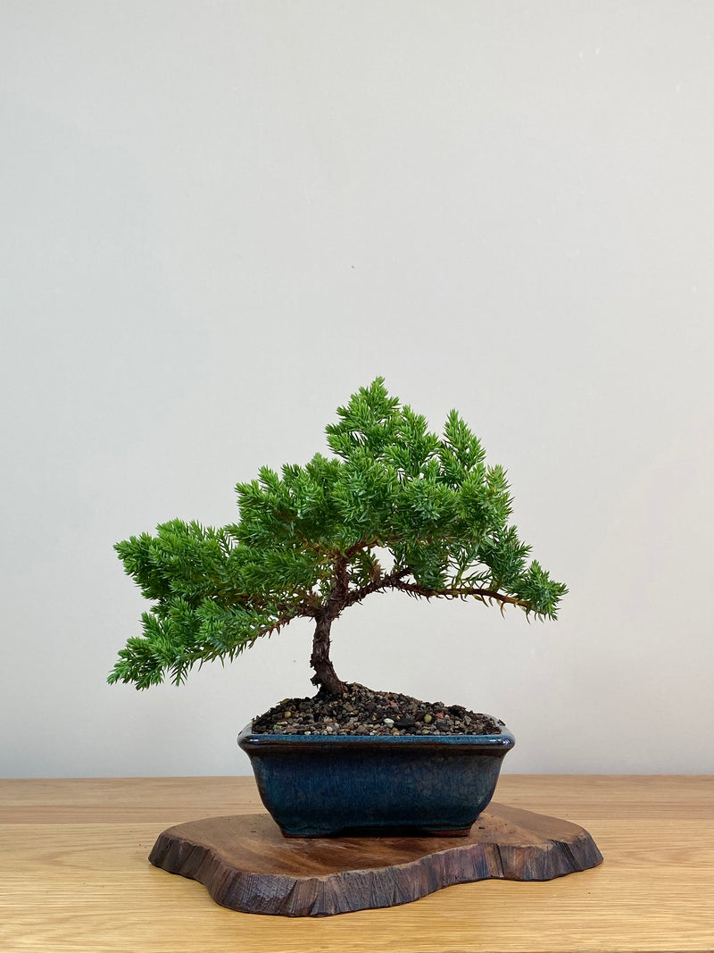 JAPANESE JUNIPER (JJ2103017)