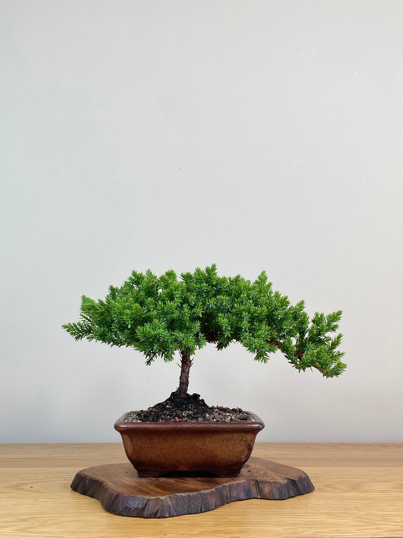 JAPANESE JUNIPER (JJ2103018)