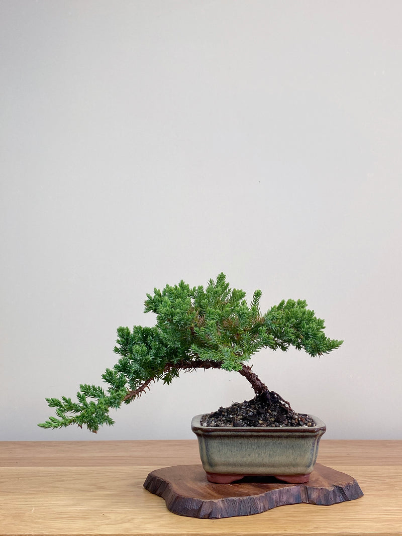 JAPANESE JUNIPER (JJ2103022)