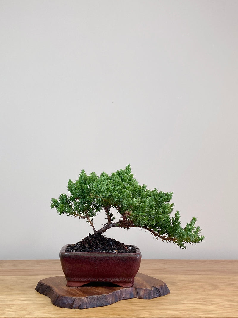 JAPANESE JUNIPER (JJ2103023)