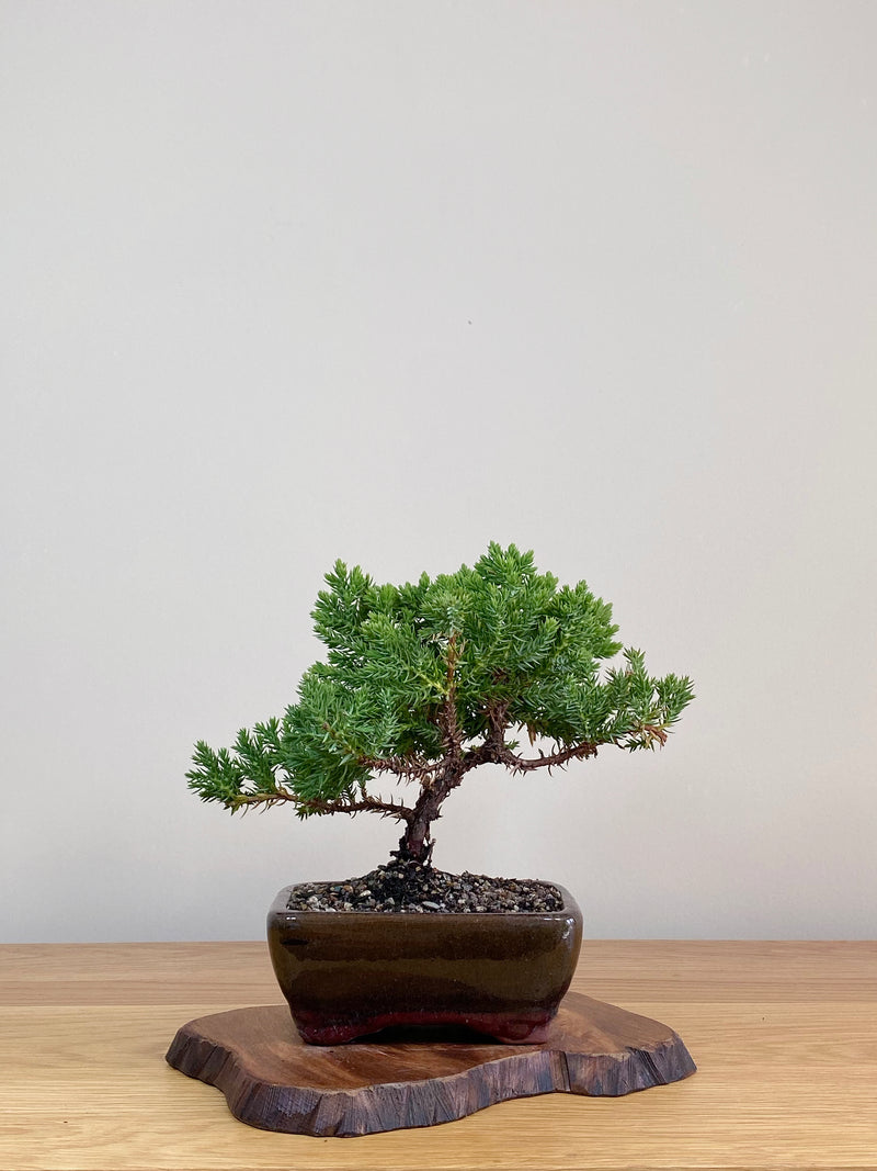 JAPANESE JUNIPER (JJ2103024)