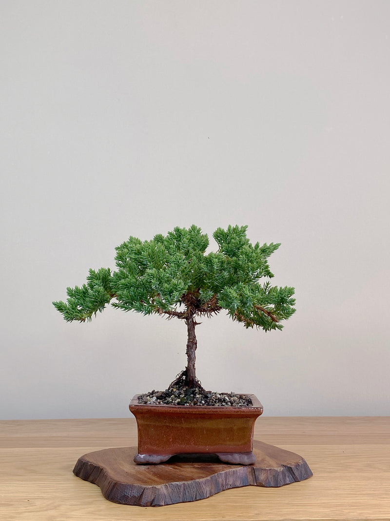 JAPANESE JUNIPER (JJ2103025)
