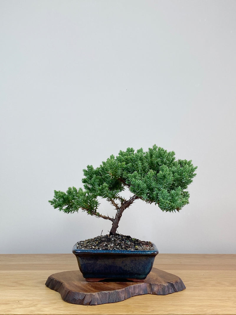 JAPANESE JUNIPER (JJ2103026)