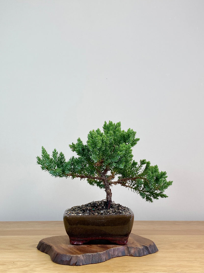 JAPANESE JUNIPER (JJ2103027)