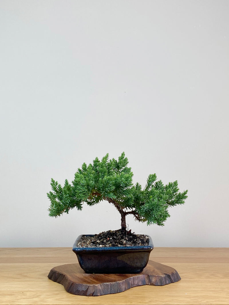 JAPANESE JUNIPER (JJ2103029)