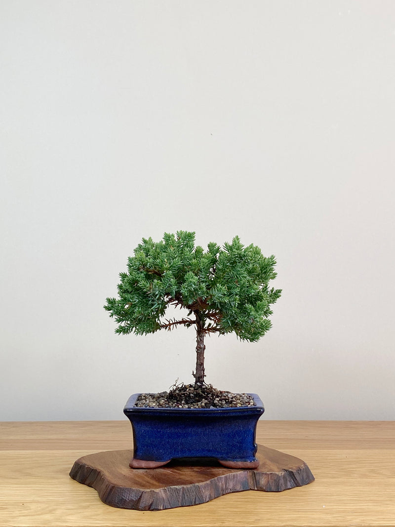 JAPANESE JUNIPER (JJ2103030)