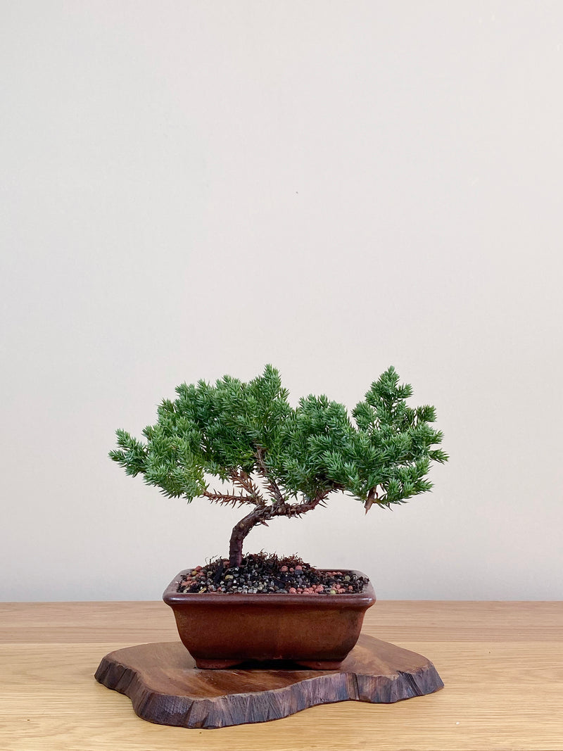 JAPANESE JUNIPER (JJ2103031)