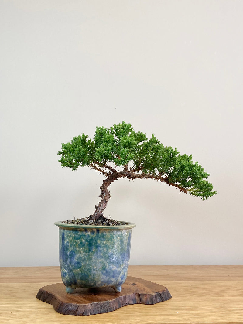 JAPANESE JUNIPER (JJ2103032)