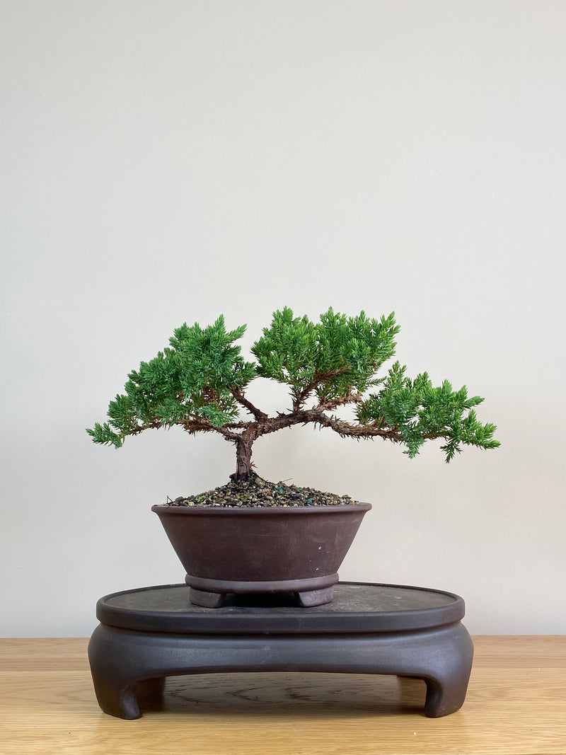 JAPANESE JUNIPER (JJ2103033)