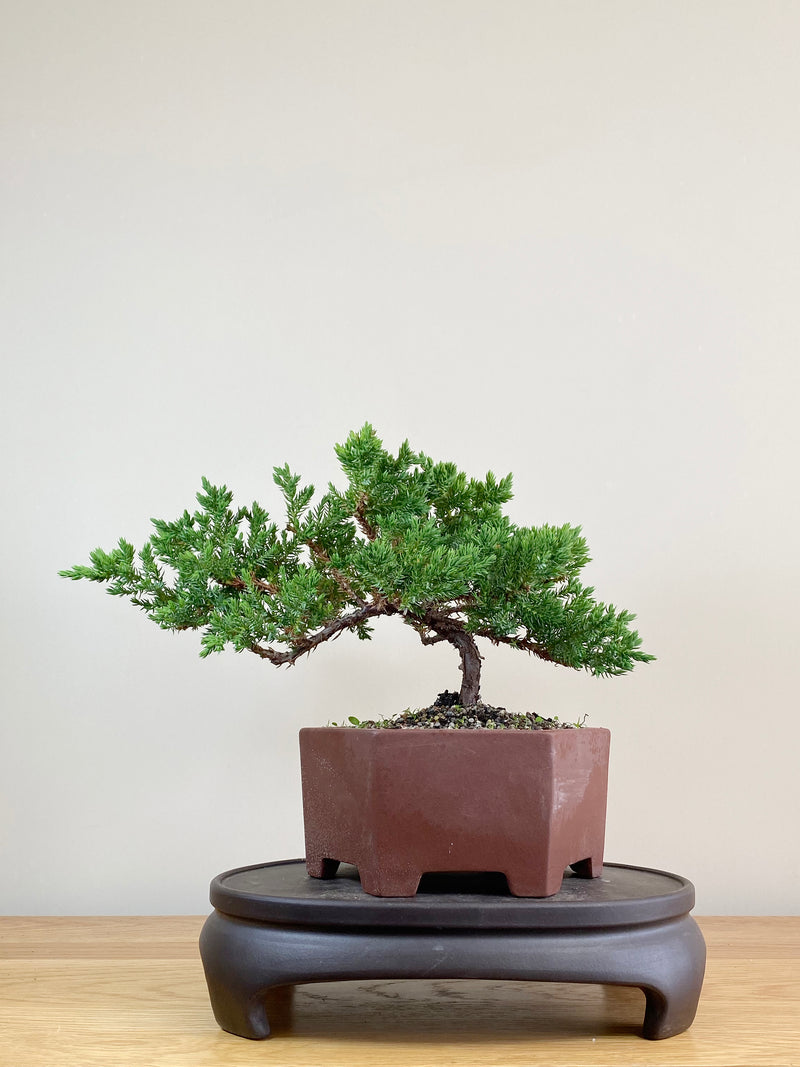 JAPANESE JUNIPER (JJ2103034)