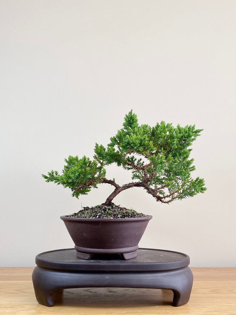 JAPANESE JUNIPER (JJ2103035)