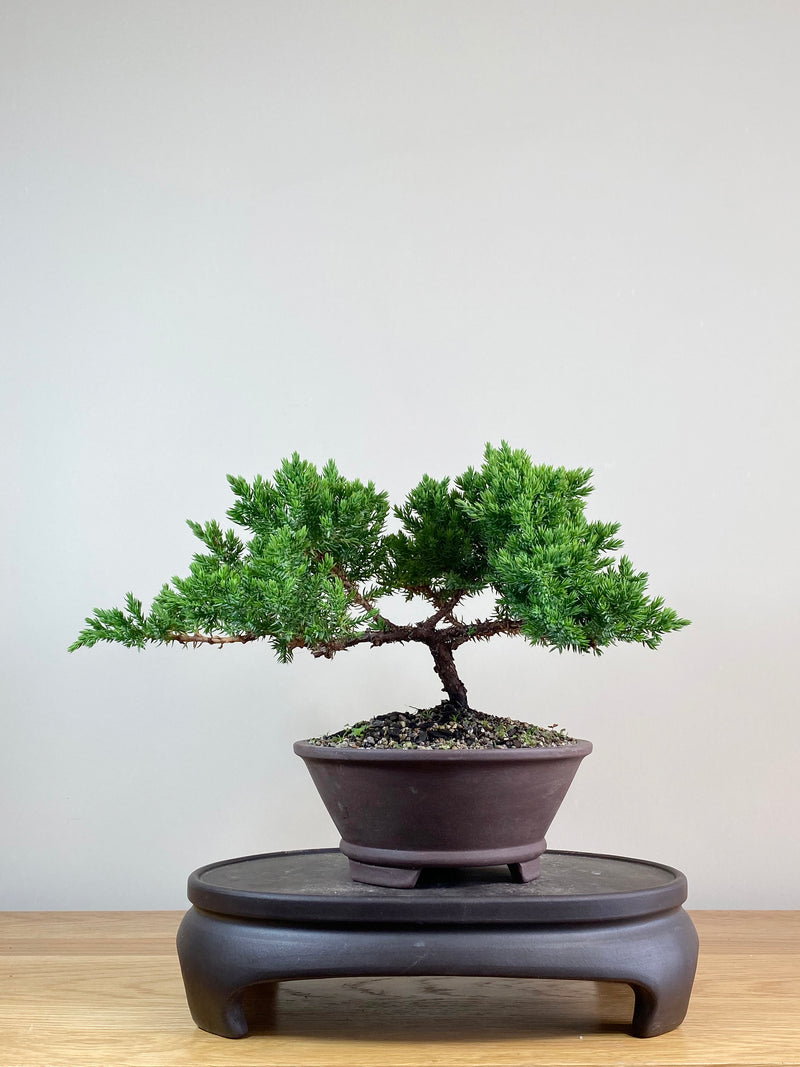 JAPANESE JUNIPER (JJ2103036)