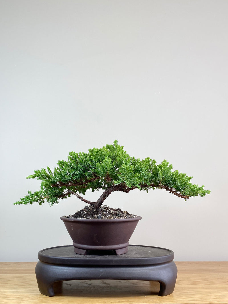 JAPANESE JUNIPER (JJ2103037)