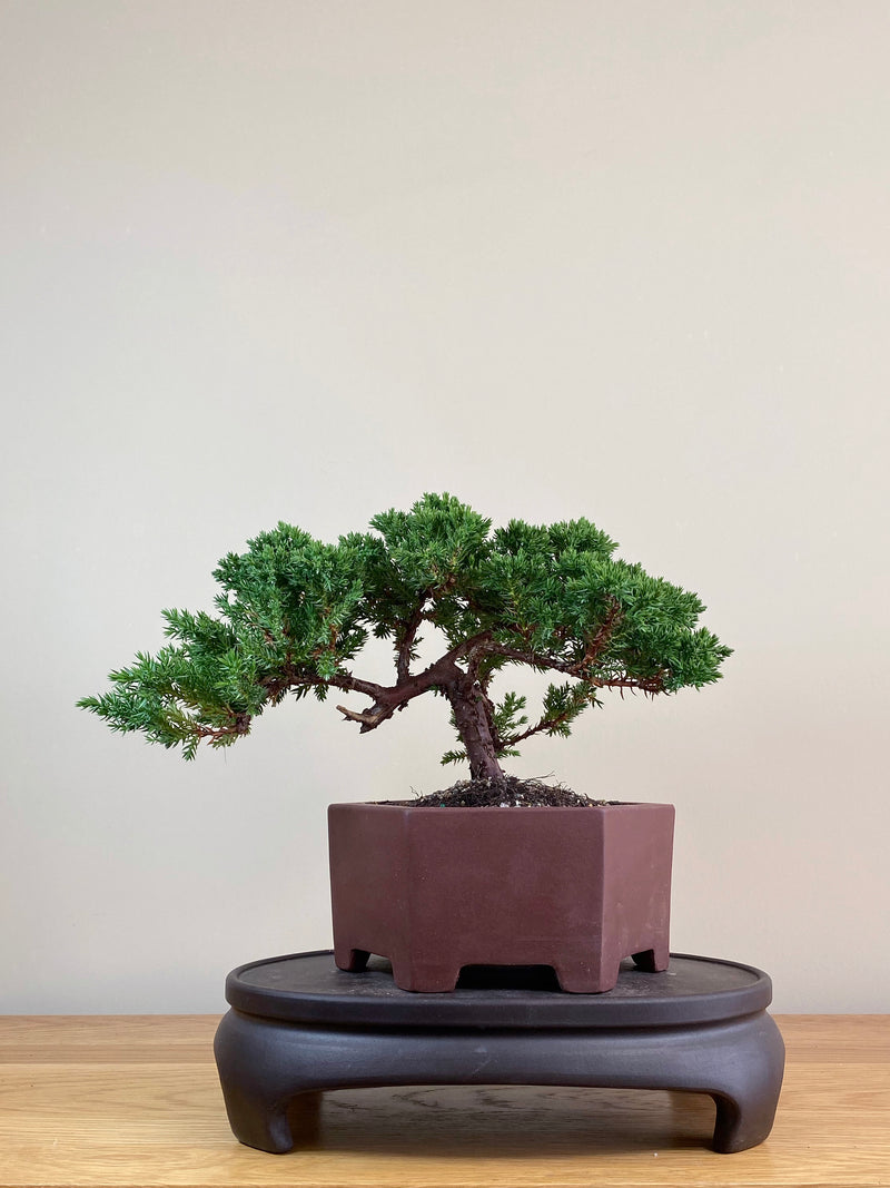 JAPANESE JUNIPER (JJ2103039)