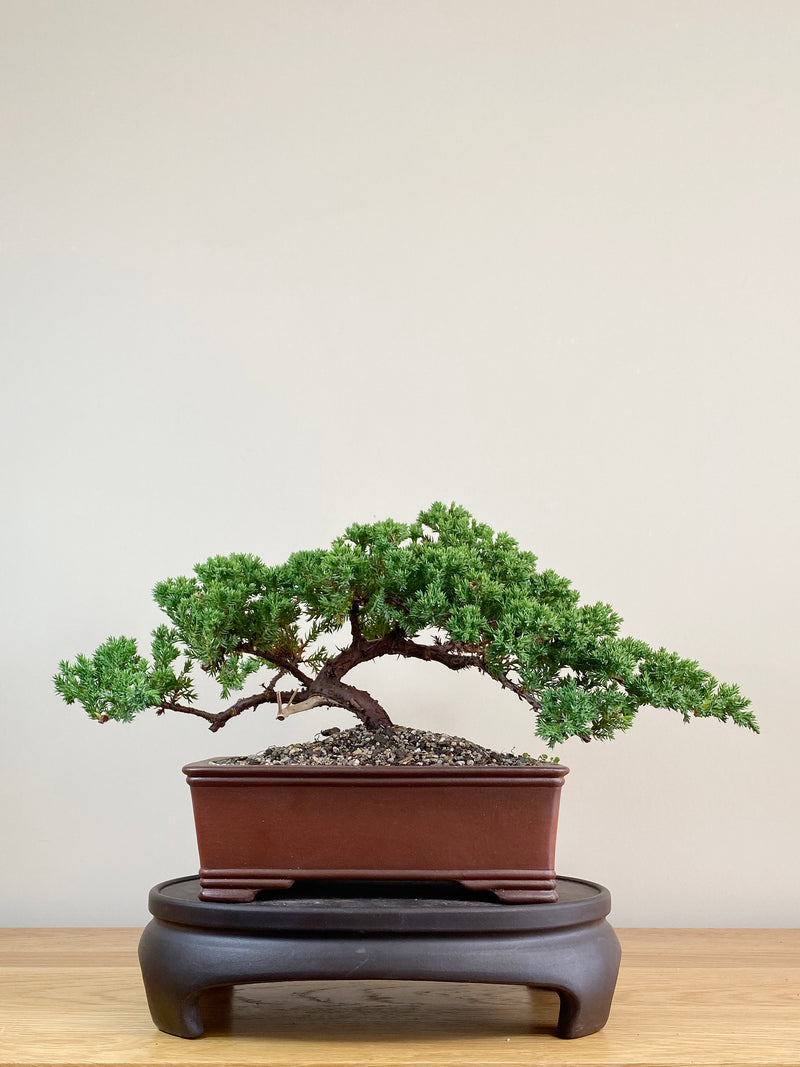 JAPANESE JUNIPER (JJ2103040)