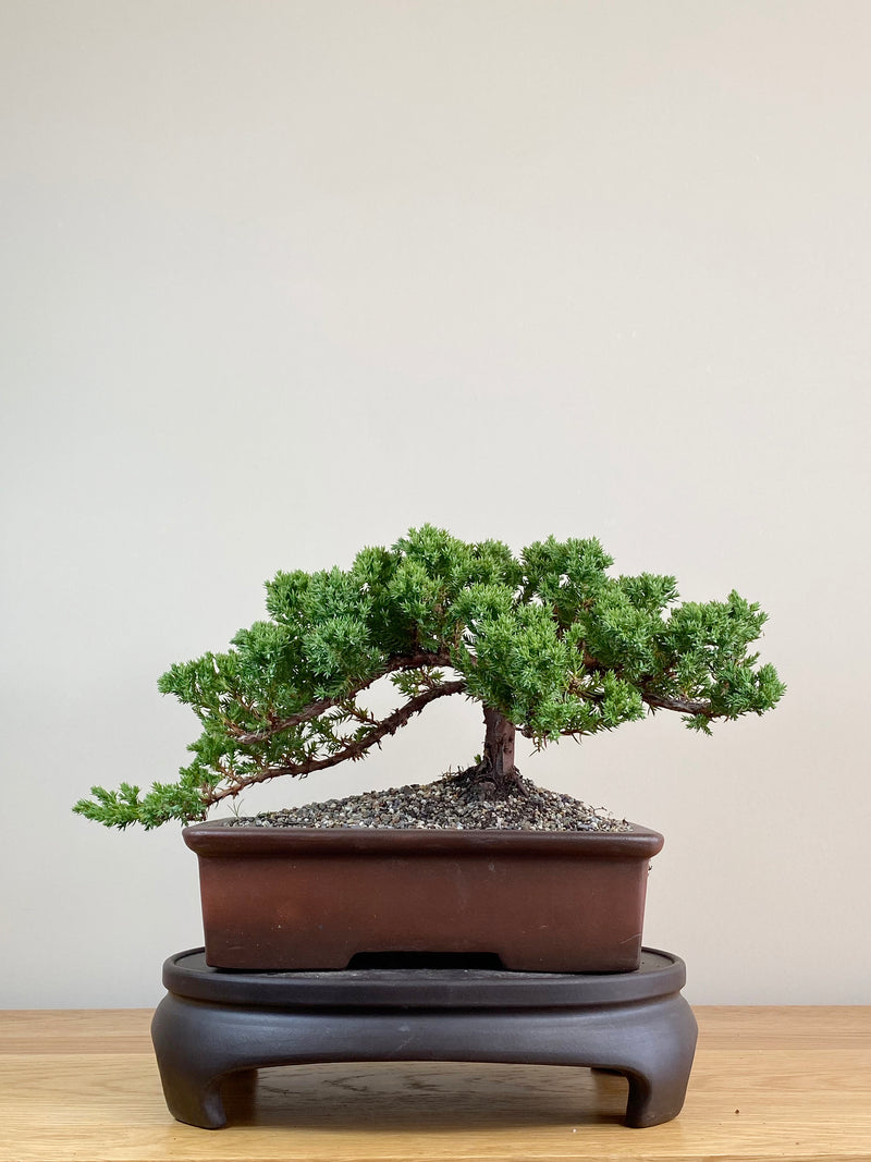 JAPANESE JUNIPER (JJ2103043)