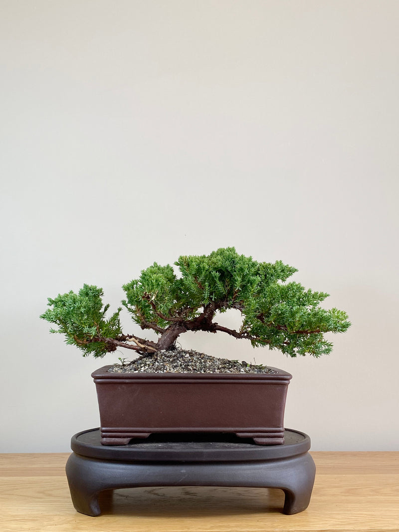 JAPANESE JUNIPER (JJ2103044)
