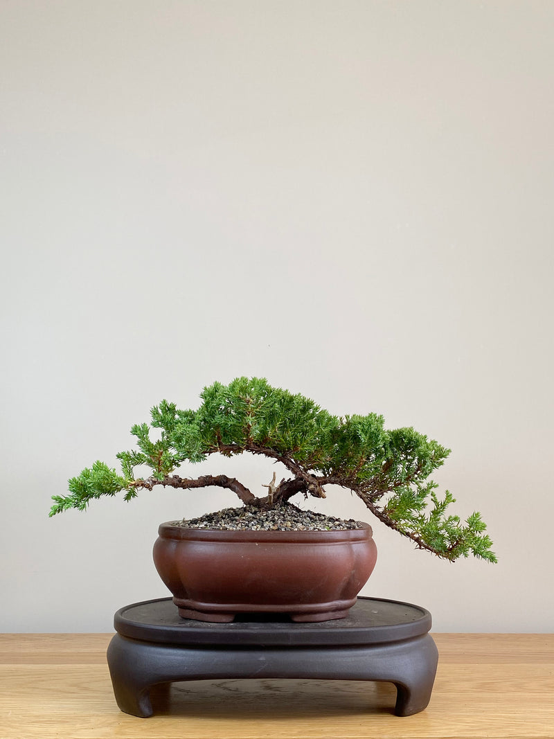 JAPANESE JUNIPER (JJ2103045)