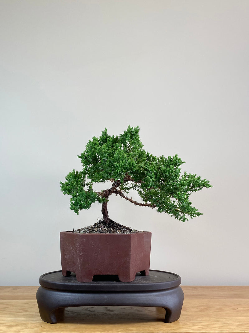JAPANESE JUNIPER (JJ2103046)