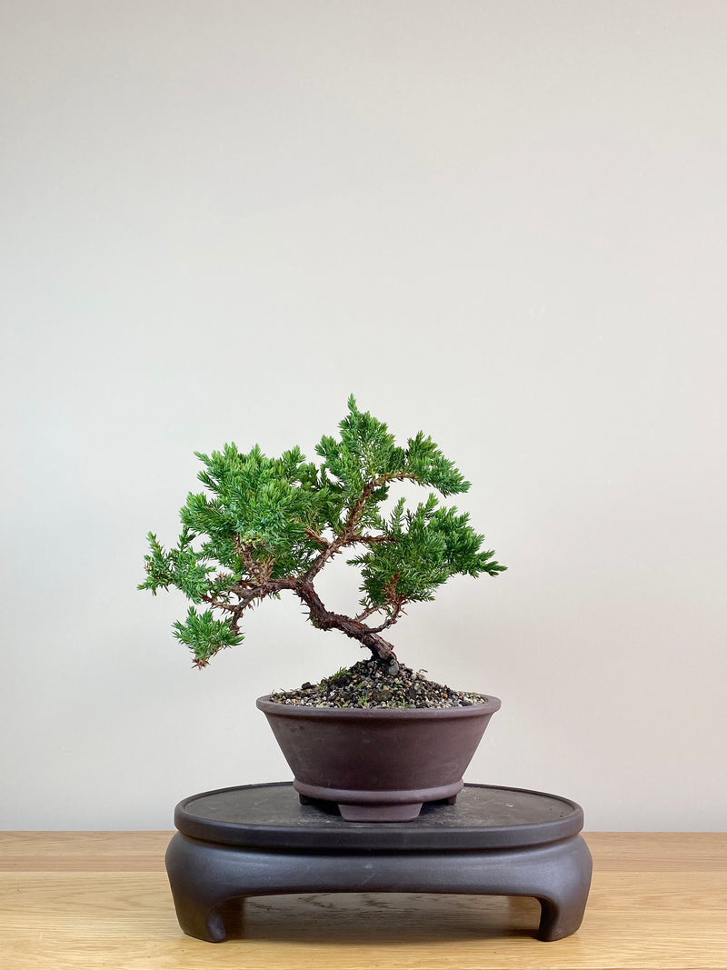 JAPANESE JUNIPER (JJ2103047)