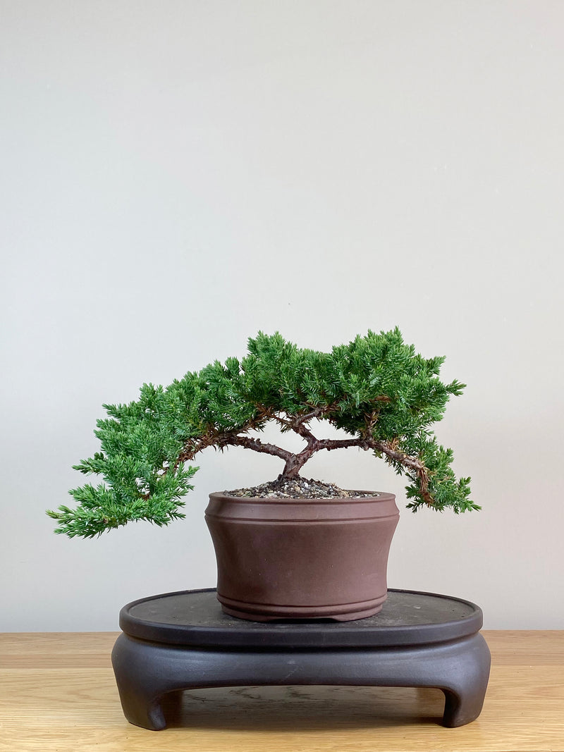 JAPANESE JUNIPER (JJ2103048)