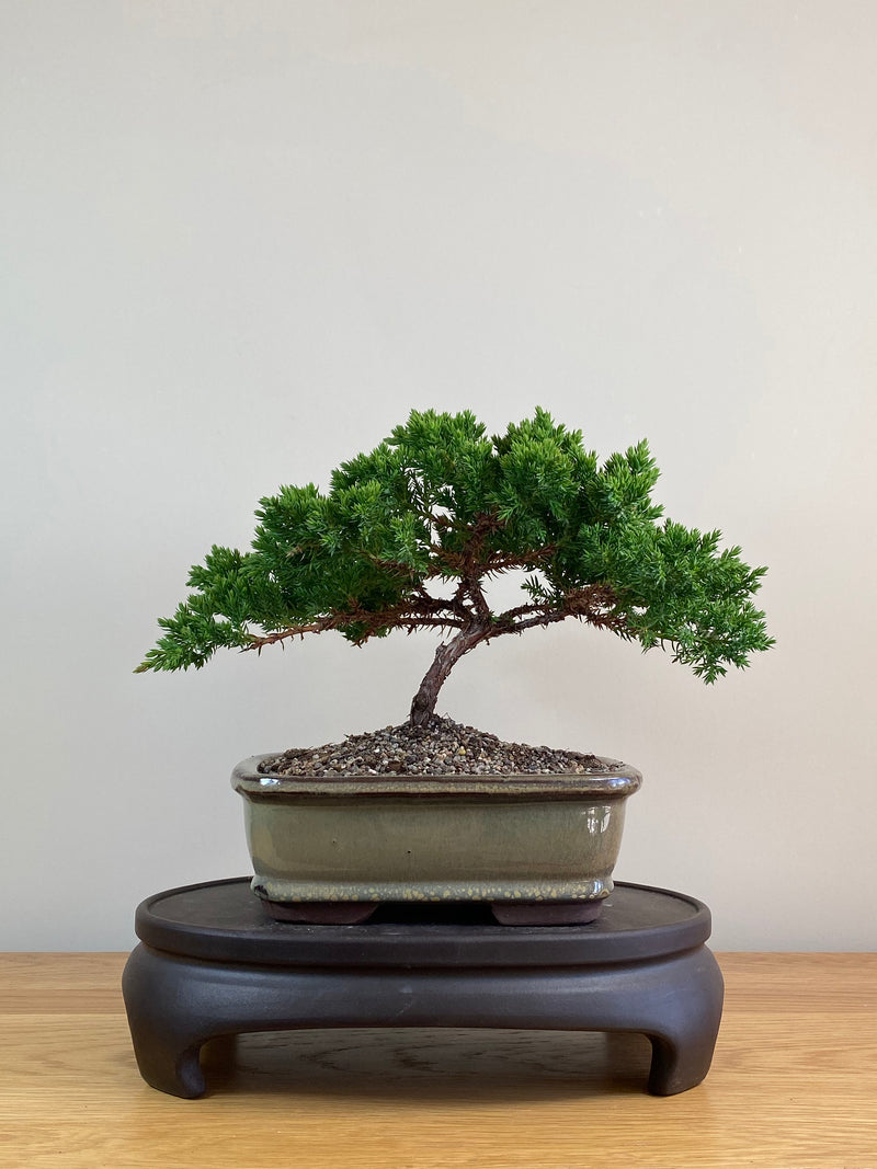 JAPANESE JUNIPER (JJ2103050)