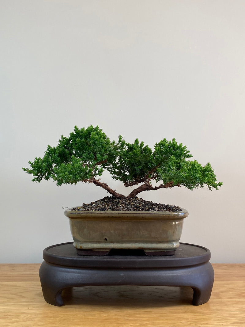 JAPANESE JUNIPER (JJ2103051)