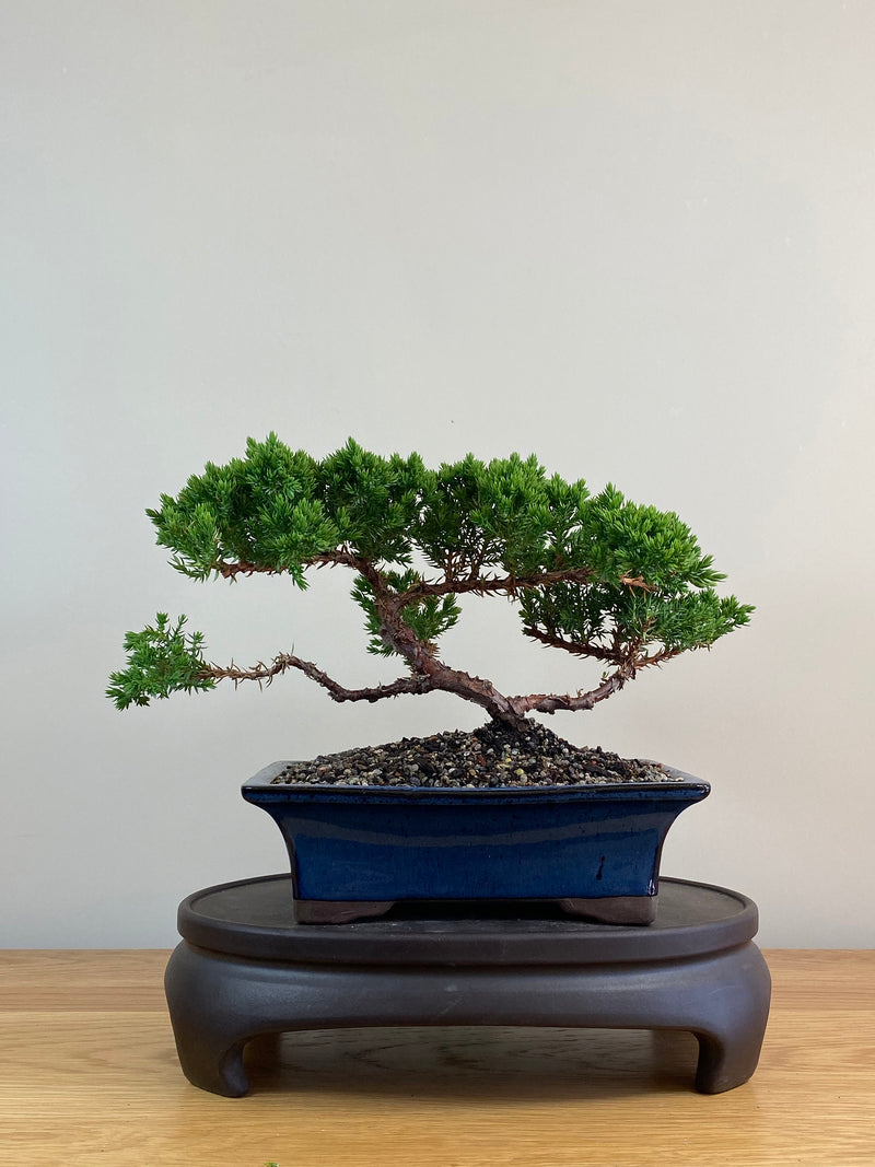 JAPANESE JUNIPER (JJ2103052)