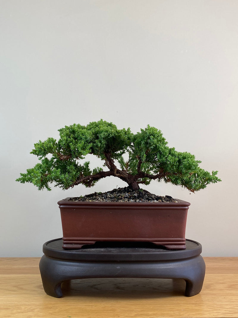 JAPANESE JUNIPER (JJ2103053)