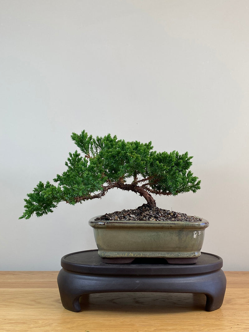 JAPANESE JUNIPER (JJ2103054)